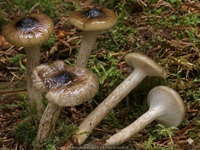 Natternstieliger Schneckling1